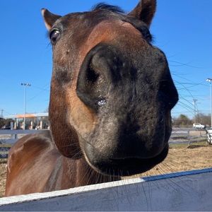 Meet your Posher, Carly